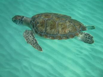 Unterwasserwelt von Barbados